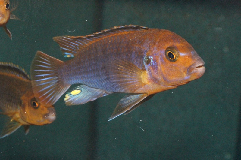 Iodotropheus sprengerae 'Makokola Reef'